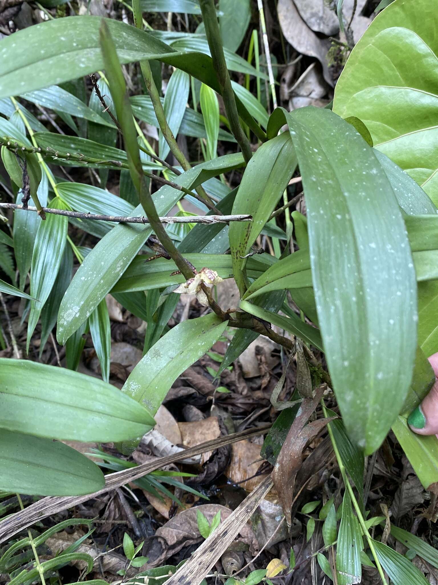 Image of Maxillaria pardalina Garay