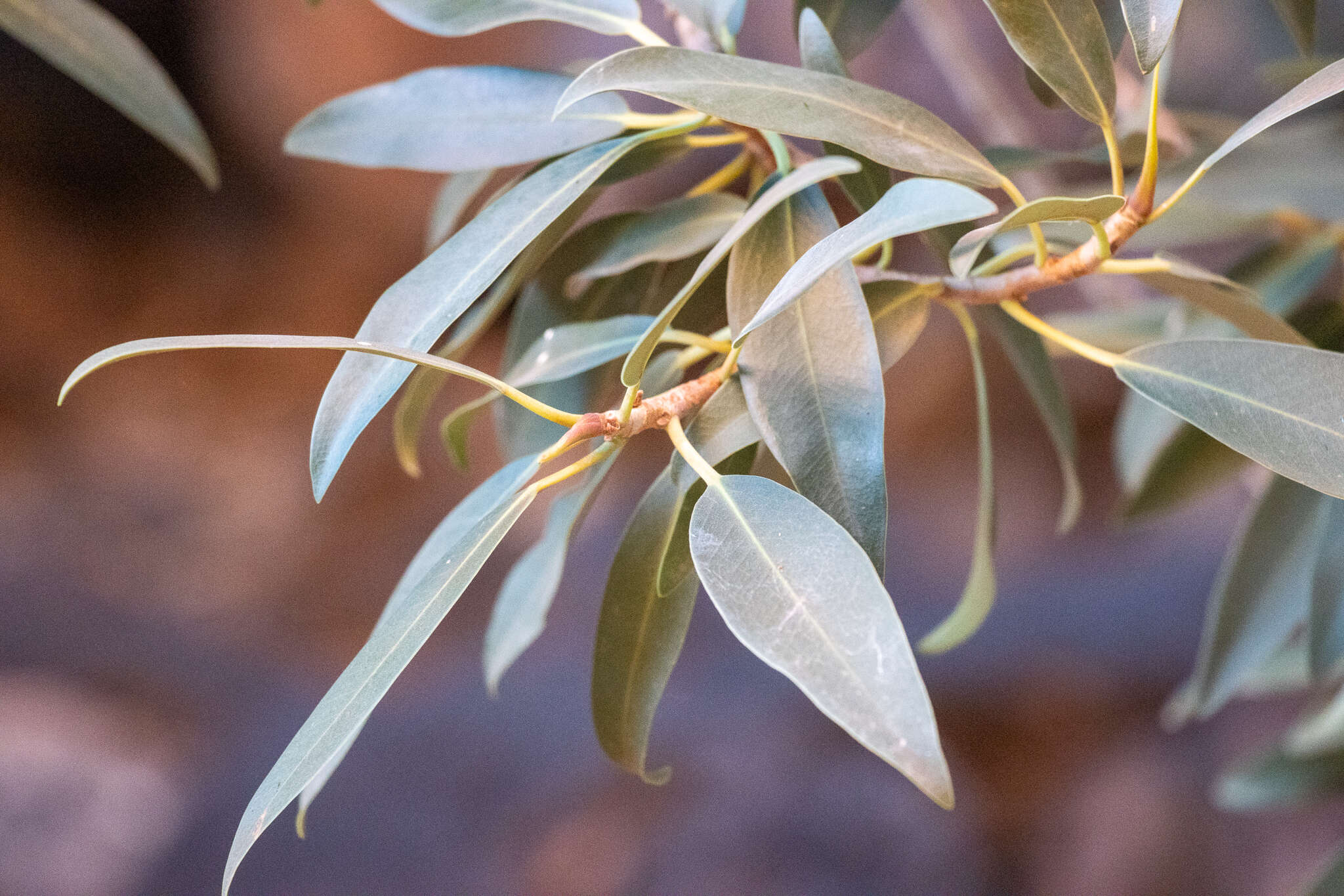 Image of Ficus desertorum