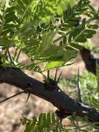 Imagem de Vachellia robusta (Burch.) Kyal. & Boatwr.