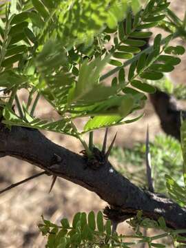 Imagem de Vachellia robusta (Burch.) Kyal. & Boatwr.