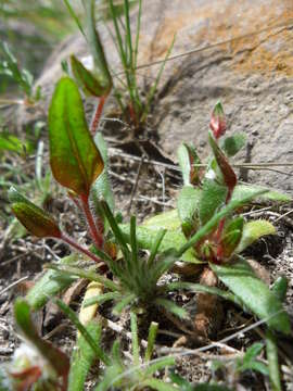 Слика од Plagiobothrys myosotoides (Lehm.) A. Brand