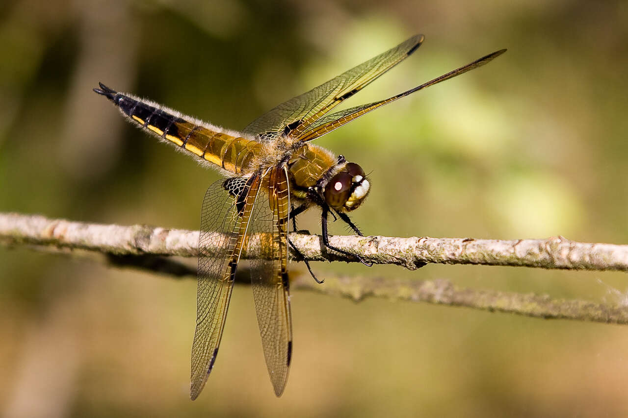 Image of Four-spotted Chaser