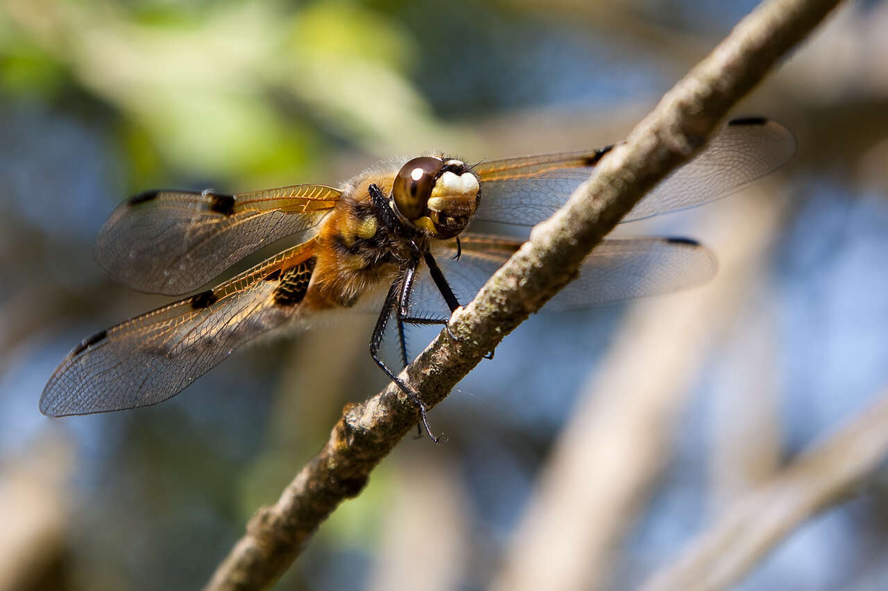 Image of Four-spotted Chaser