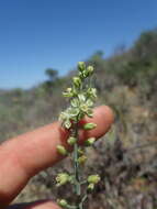 Image of Eriospermum zeyheri R. A. Dyer