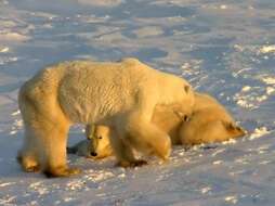 Imagem de urso-polar