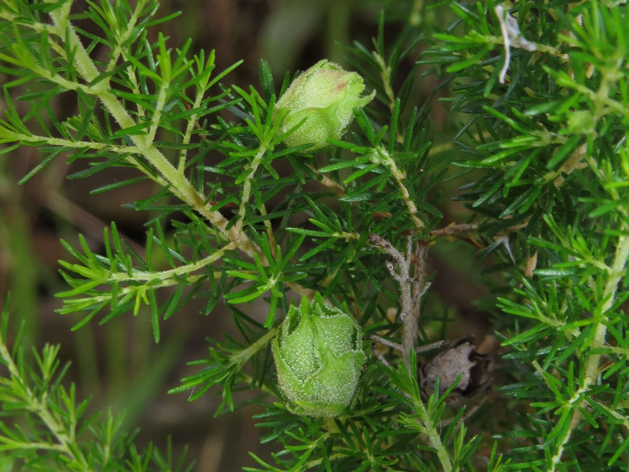 Image of Wachtliella ericina (Low 1885)