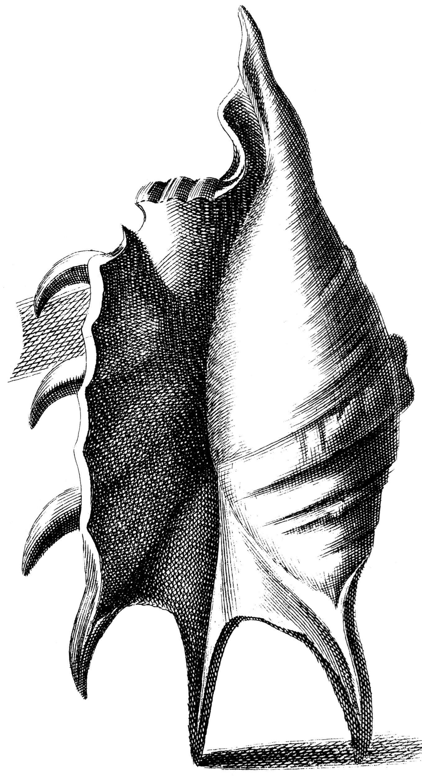 Image of Common Spider Conch