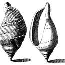 Image of Margistrombus marginatus (Linnaeus 1758)