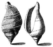 Image of Margistrombus marginatus (Linnaeus 1758)