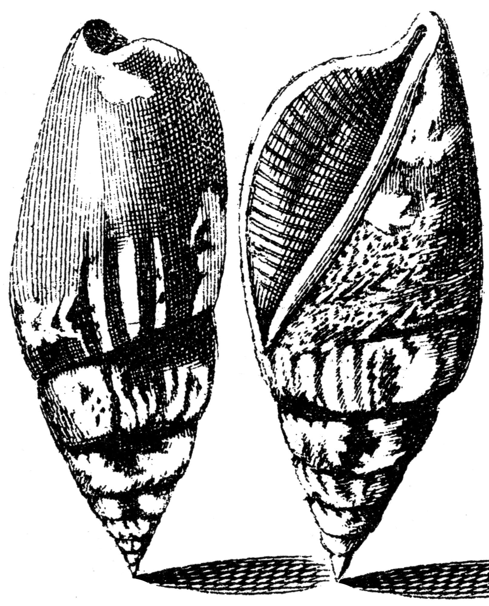 Image of Terestrombus fragilis (Röding 1798)