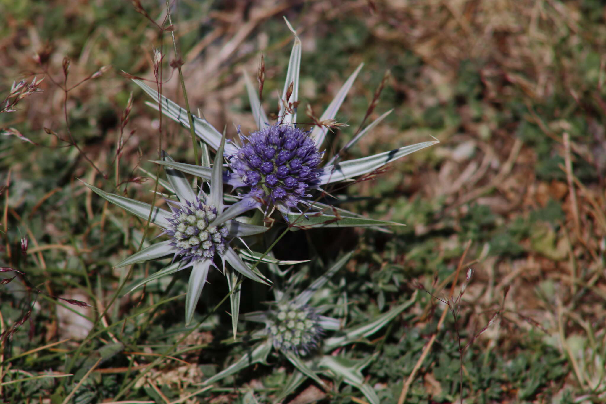 Imagem de Eryngium glaciale Boiss.