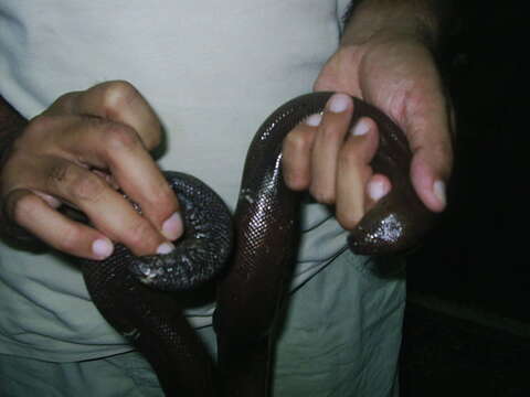 Image of Brown Sand Boa