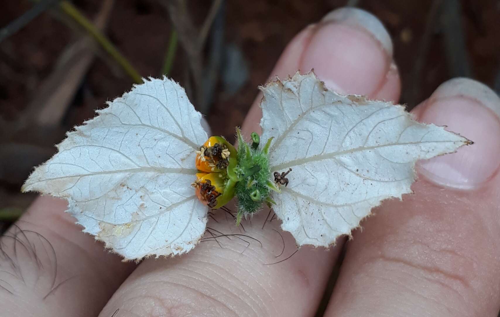 Image of Dalechampia caperonioides Baill.