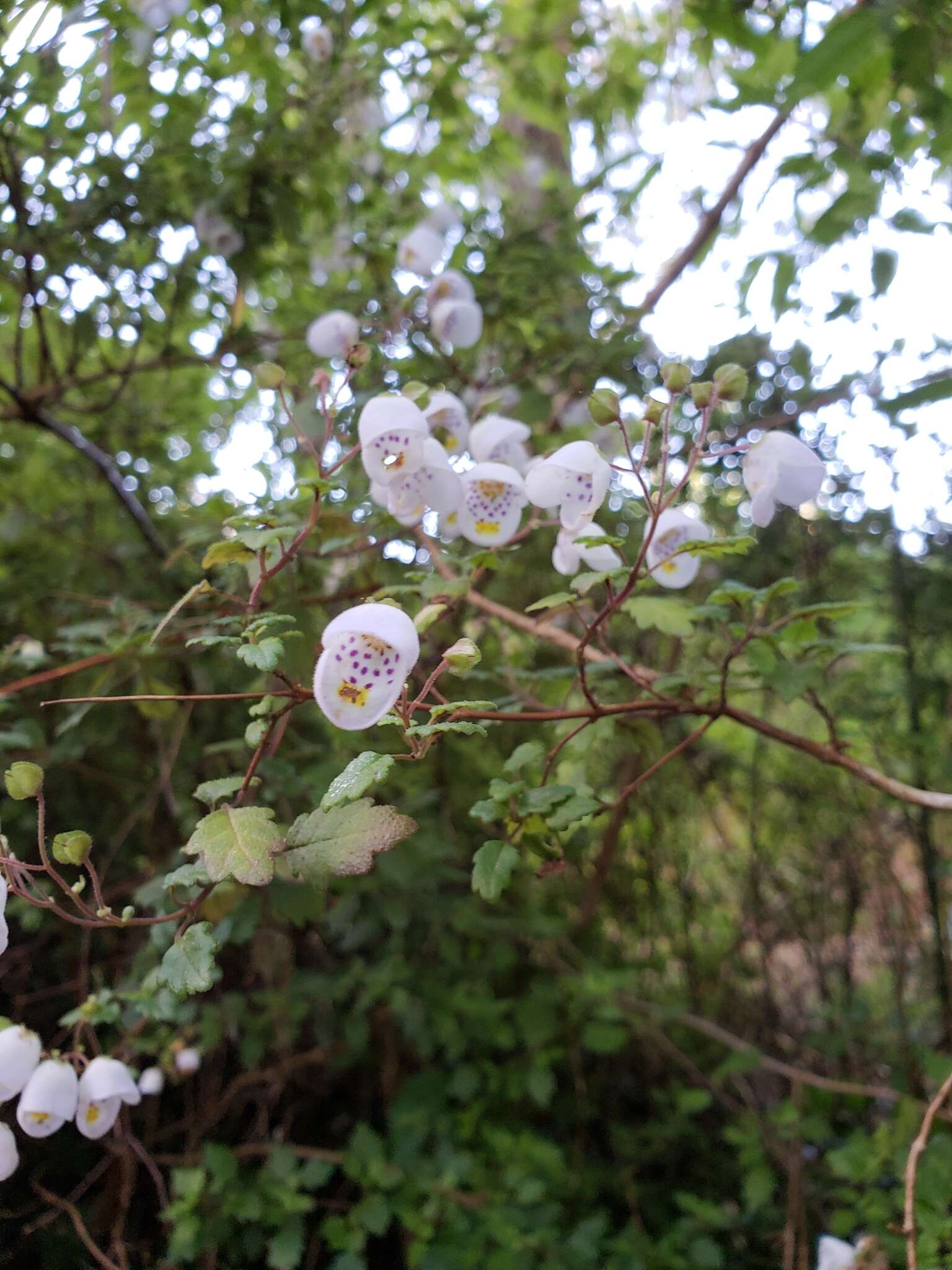 Image of Jovellana violacea (Cav.) G. Don