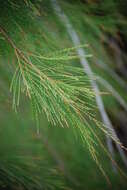 Image of forest-oak