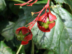 Imagem de Clerodendrum japonicum (Thunb.) Sweet