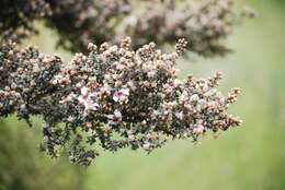 Sivun Leptospermum lanigerum (Ait.) Sm. kuva