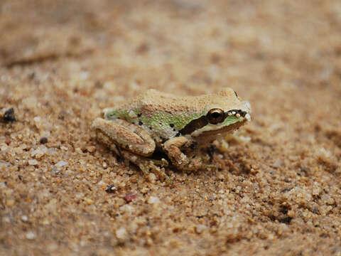 Image of Northern Pacific Treefrog