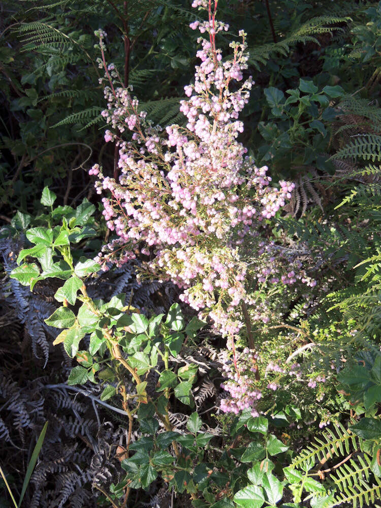 Image of Erica hirtiflora var. hirtiflora