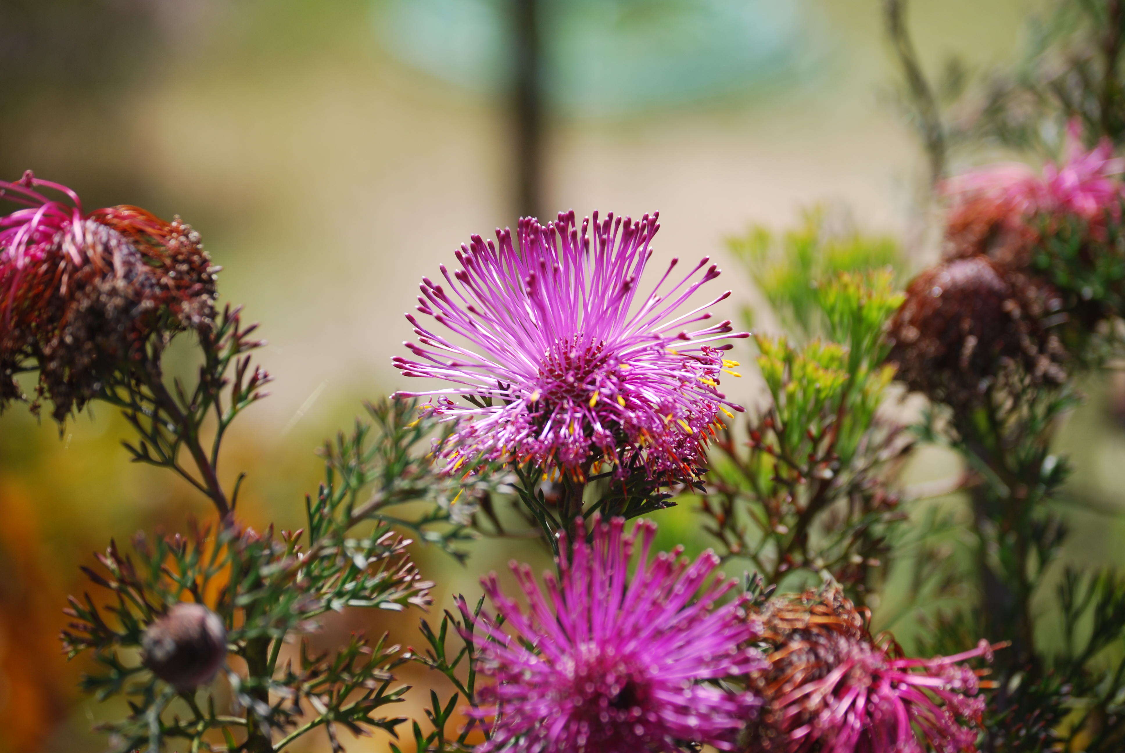 Imagem de Isopogon formosus R. Br.