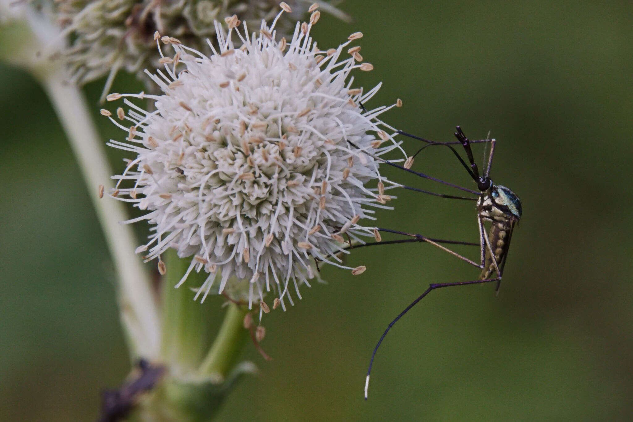 Imagem de Toxorhynchites rutilus (Coquillett 1896)