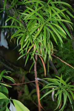 Image of New Caledonia Yew