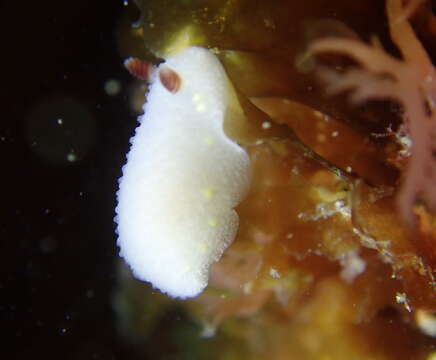 Image of Cadlina flavomaculata MacFarland 1905