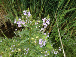 Image of Blue Water-speedwell