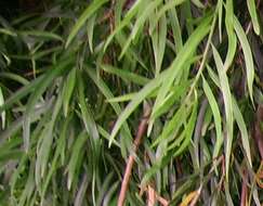 Image of Willow-leaf Podocarp