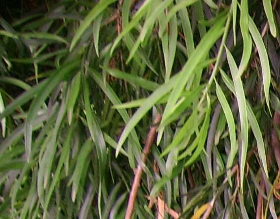 Image of Willow-leaf Podocarp