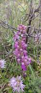 صورة Orchis bivonae Tod.