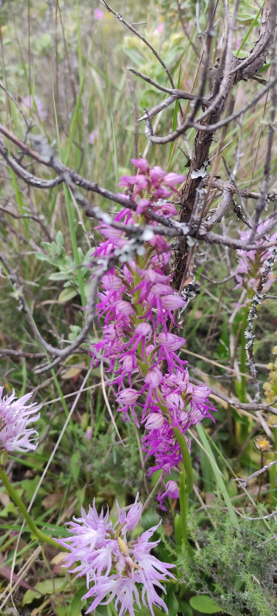Image of Orchis bivonae Tod.