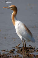 Image of Bubulcus ibis coromandus