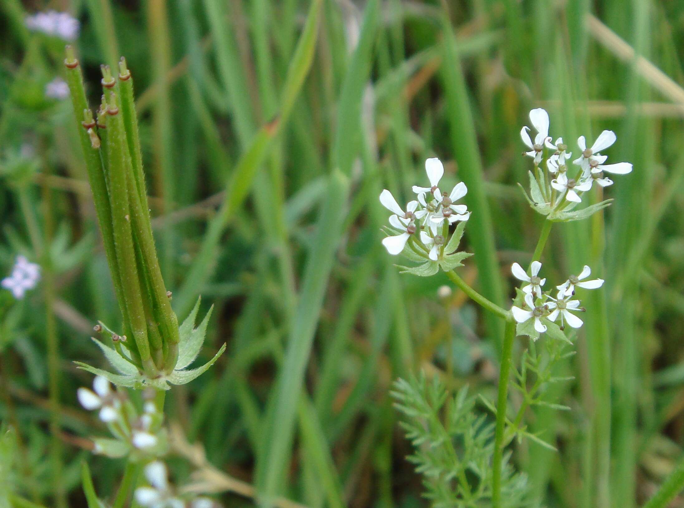 Image of shepherdsneedle