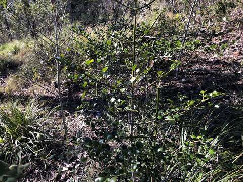 صورة Psydrax odorata subsp. buxifolia (Benth.) S. T. Reynolds