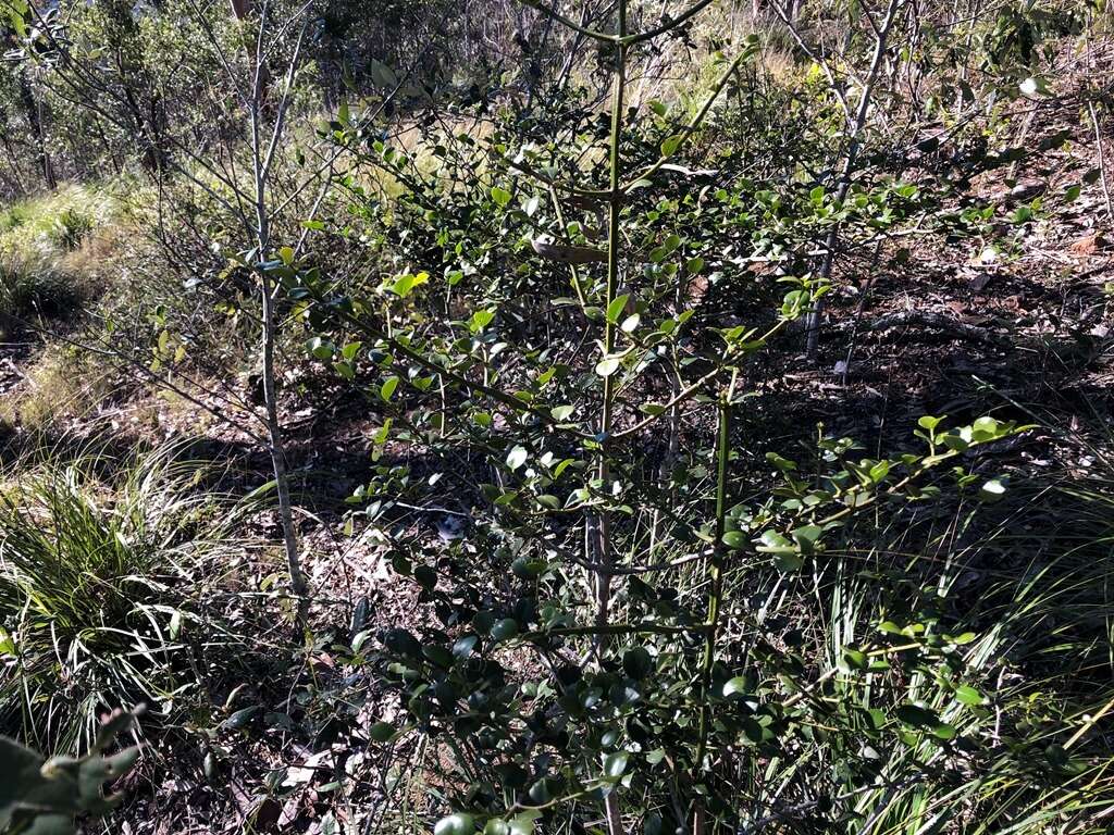 Image of Psydrax odorata subsp. buxifolia (Benth.) S. T. Reynolds