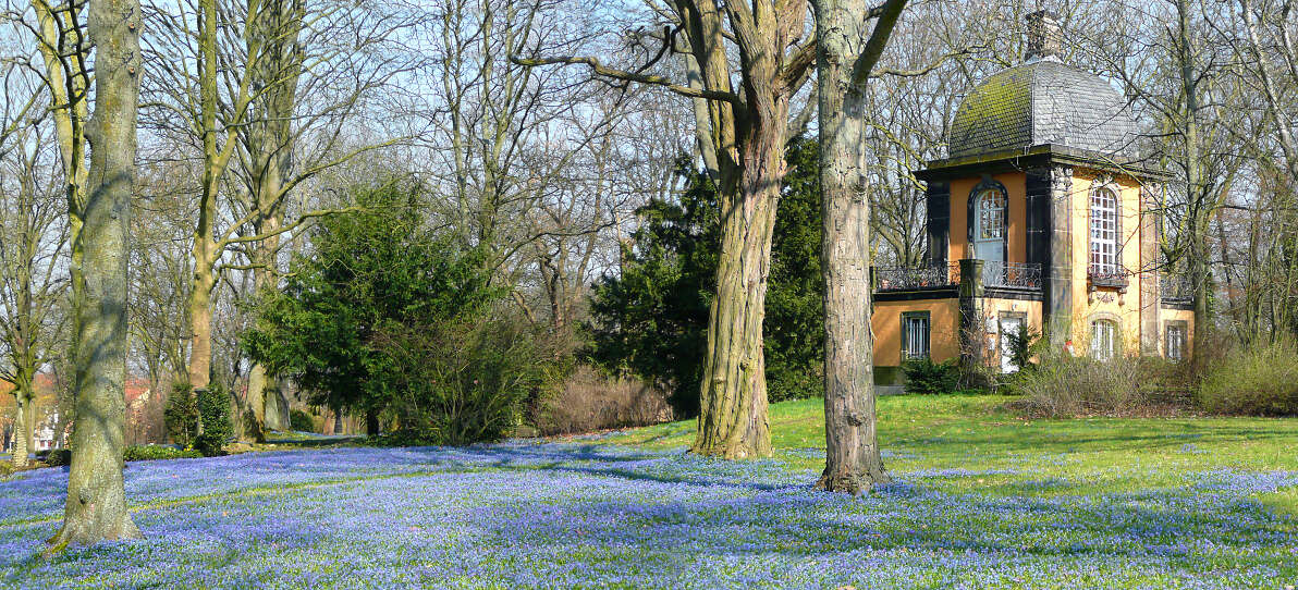 Image of Siberian squill