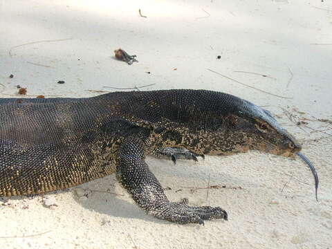 Image of Common Water Monitor