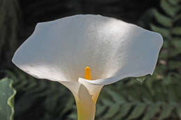 Image of spotted calla lily