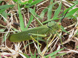 Plancia ëd Phymateus (Phymateus) viridipes Stål 1873