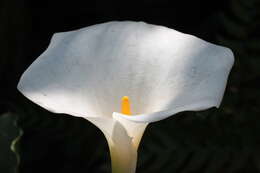 Image of spotted calla lily