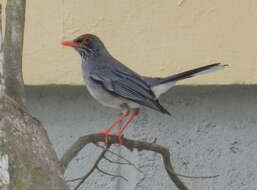 Image of Red-legged Thrush