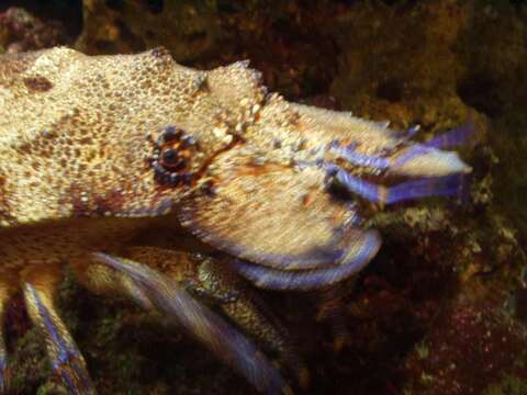 Image of Small European Locust Lobster