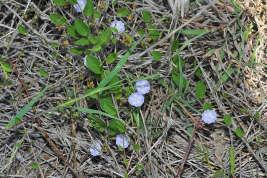 Image of Dwarf Bindweed