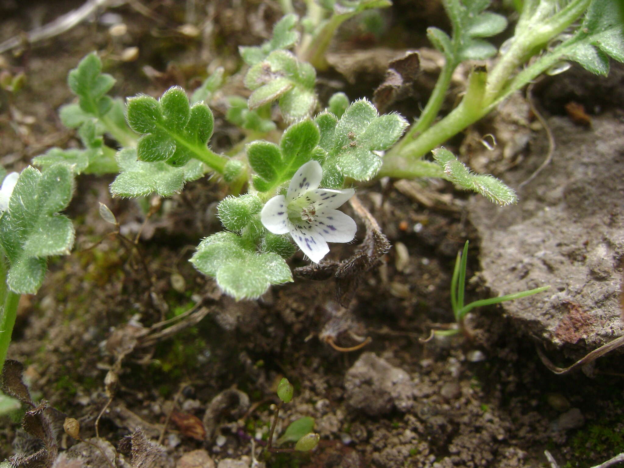 Imagem de Nemophila pedunculata Dougl. ex Benth.