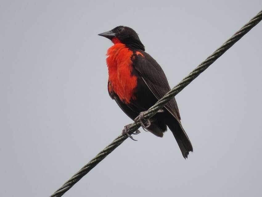 Leistes militaris (Linnaeus 1758) resmi