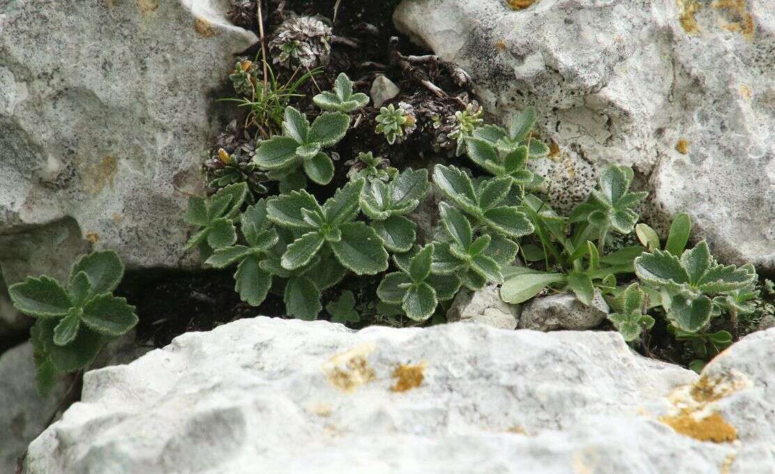 Image de Paederota bonarota (L.) L.