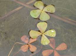 Слика од Marsilea crenata C. Presl