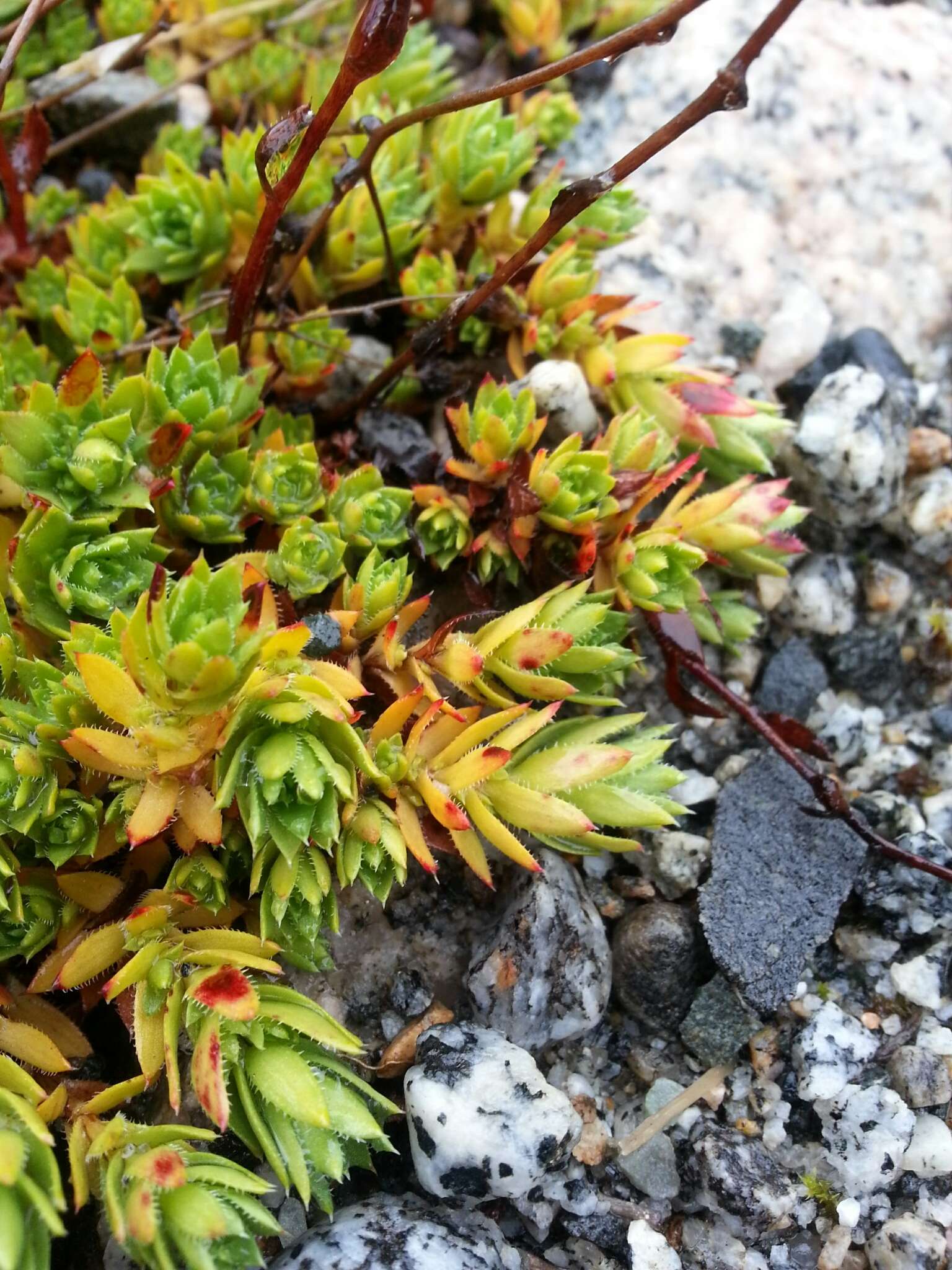 Image of Funston's Saxifrage