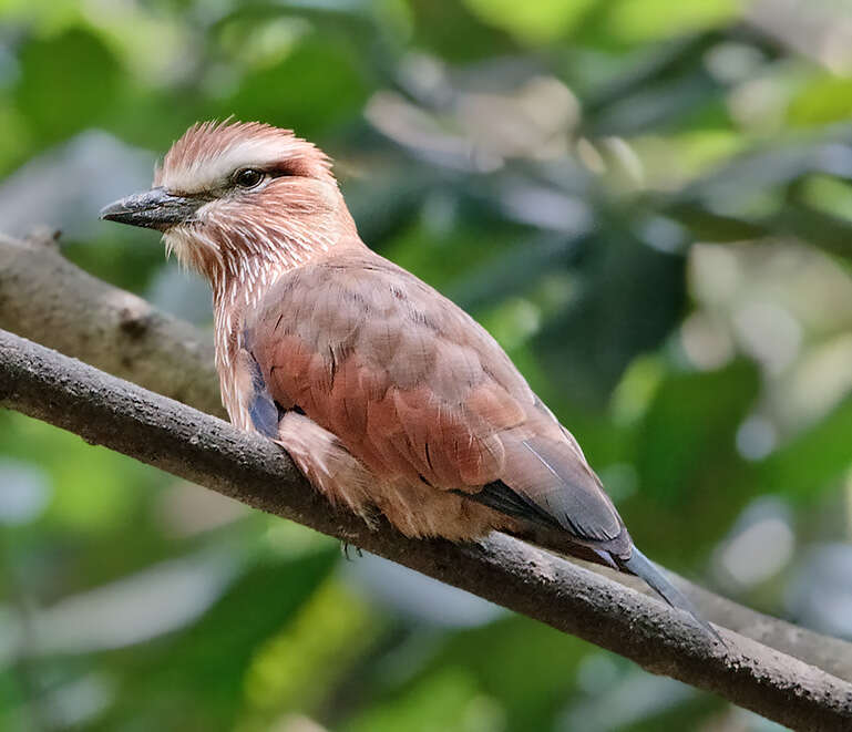 Image of Purple Roller